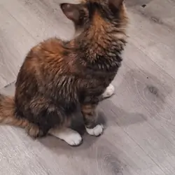 Cat.