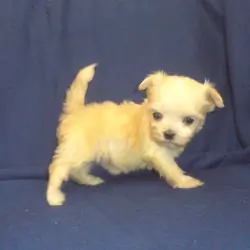Polly (teacup) - emontional support dog, no-shed