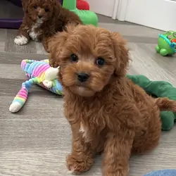 Toy Poodle Puppies for sale