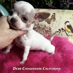 Debs Chihuahuas California