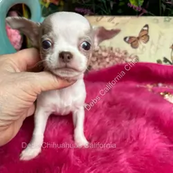 Debs Chihuahuas California