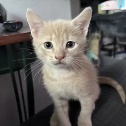 free kittens