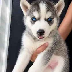 Siberian Huskies Puppy