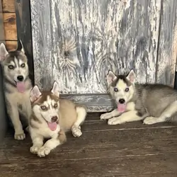 Siberian Huskies Puppy