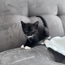 Beautiful Kittens
