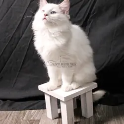Ragdoll Kitten Lady Soleil