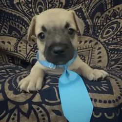 Little Sausage Frenchie Boy