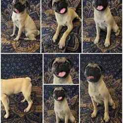 💕 Little Lovebug Bugg – Pug × Boston Terrier 💕