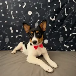 Sweet Girl corgi Australian Shepherd
