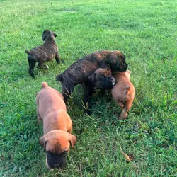 Full-Blooded Boxer Puppies