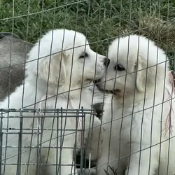 Great Pyrenees Puppy