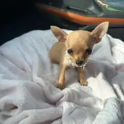 TEACUP CHIHUAHUA GIRL 🎀