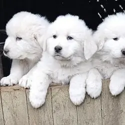 LGD Great Pyrenees Female Pup