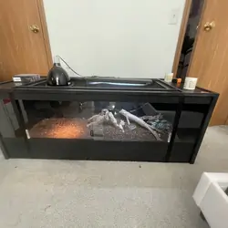 Rhino iguana and cage