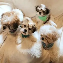 Shichon puppies