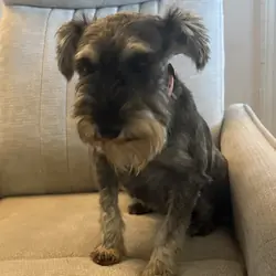 AKC mini schnauzer female 4 yrs old.
