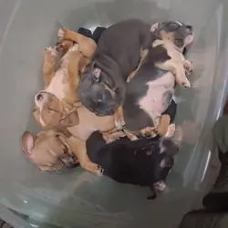 Pocket  Bullies