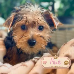 Yorkie puppies