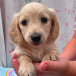 REDUCED READY NOW Longhair cream mini dachshund