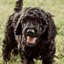 F2B Goldendoodles