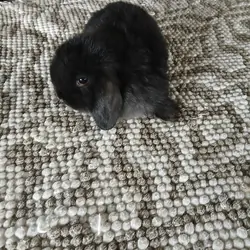 Purebred Holland Lop Bunnies