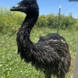 Emu