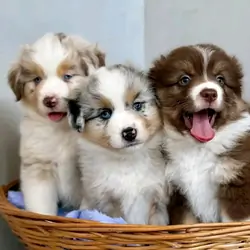 ✨ Border Collie Puppies for good homes🐾