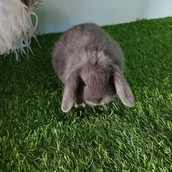 Purebred Holland Lop Bunny