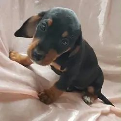 Molly-Lovely Female Dachshund puppy