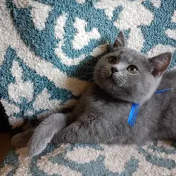 British shorthair kitten