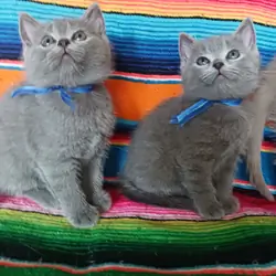 British shorthair kittens