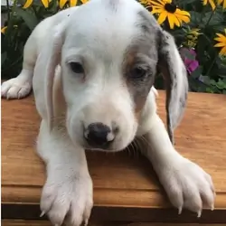 Bone is an adorable little male Dachshund puppy