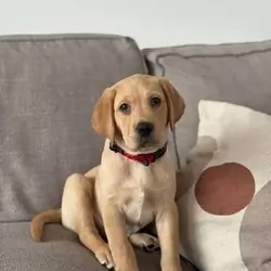 13-Week-Old Friendly Female Puppy
