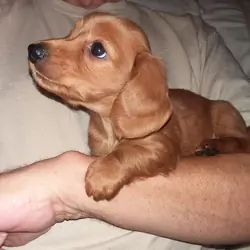 Lucy is a beautiful little female Dachshund puppy