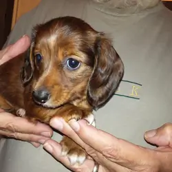Barton is an adorable male Dachshund puppy