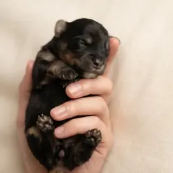 Long Hair Miniature Dachshunds