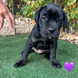Cane corso