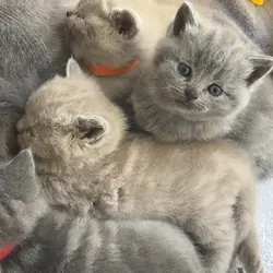 British shorthair kitten