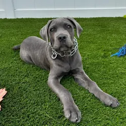 Cane corso , fella