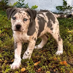 Xl American BULLYS
