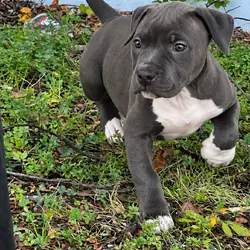 Xl American BULLYS
