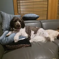Newfypoo female