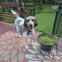 Newfypoo female