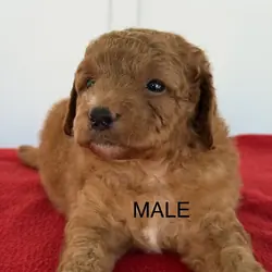 Mini Goldendoodles
