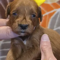 Miniature Goldendoodles