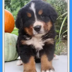 Chad Male AKC Bernese Mountain Dog