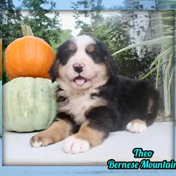 Theo Male AKC Bernese Mountain Dog