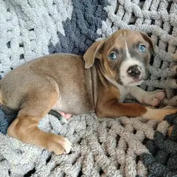 Pitbull Puppies
