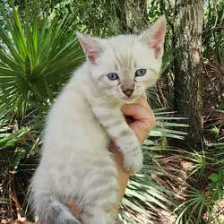 Snow bengal kitten for sale in Florida