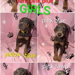 Doberman Puppies Looking for Forever Homes 🐾